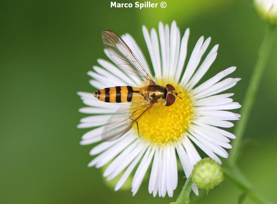 Meliscaeva cinctella